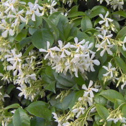 Trachelospermum jasminoides - Star jasmine 5L